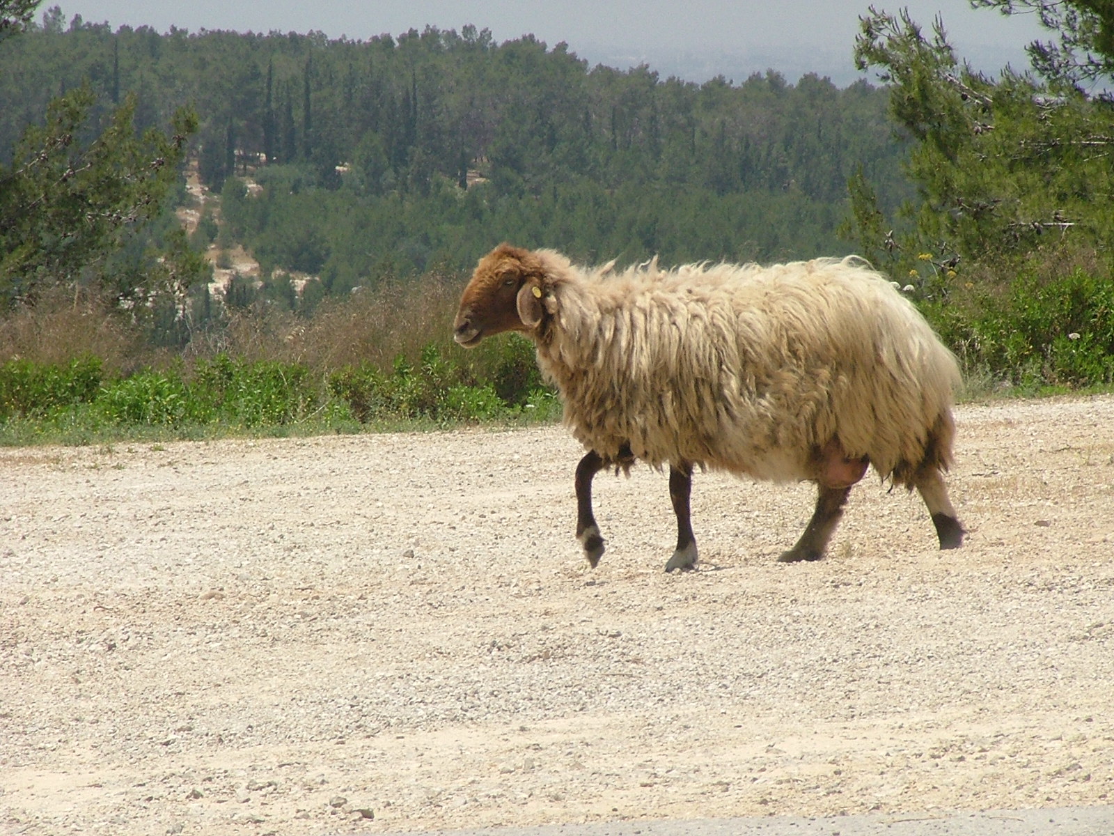 Najdi Ram — Classic Markings, 78 kg