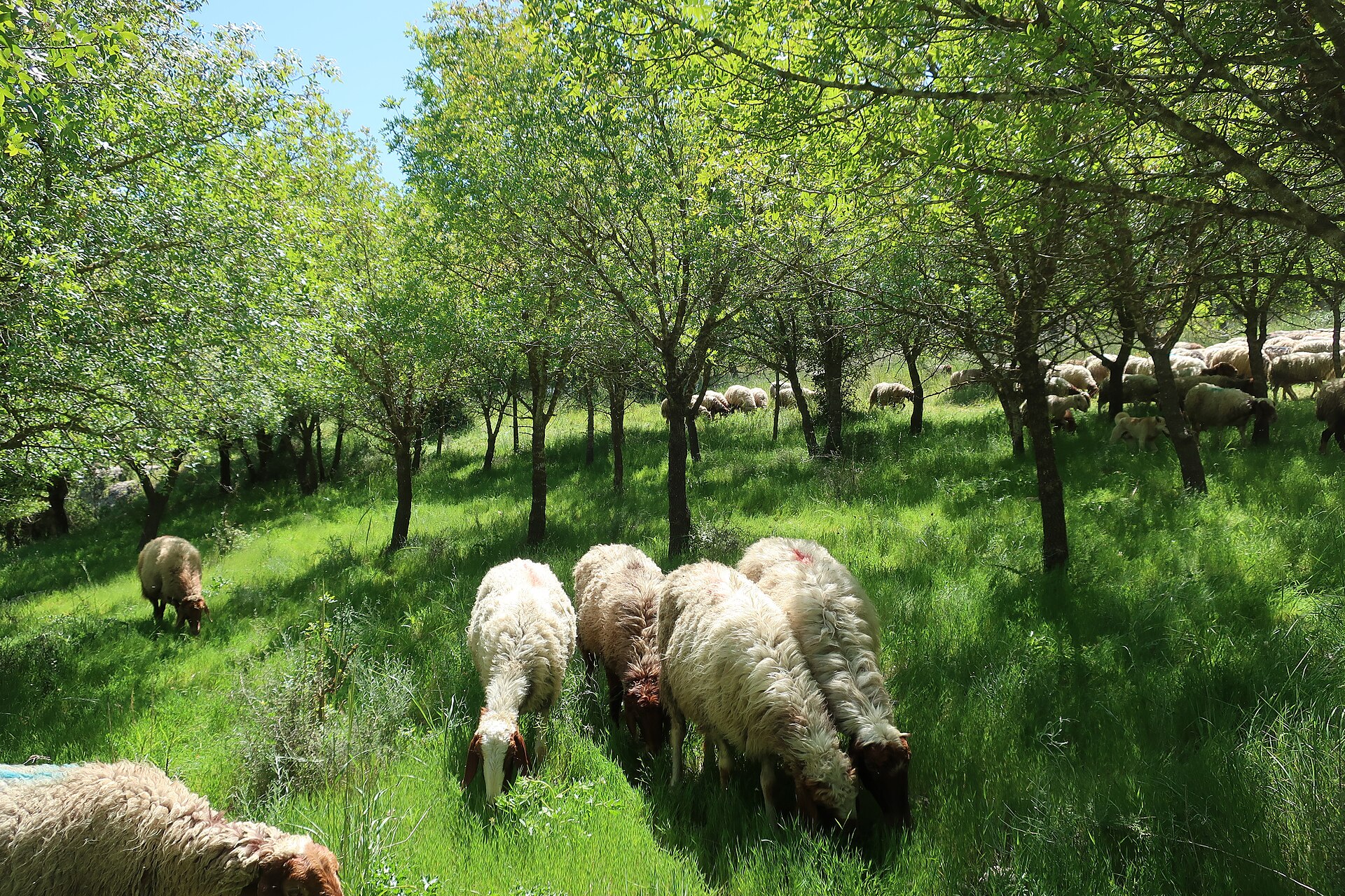 30 Madinah Naemi Lambs — Premium Feed