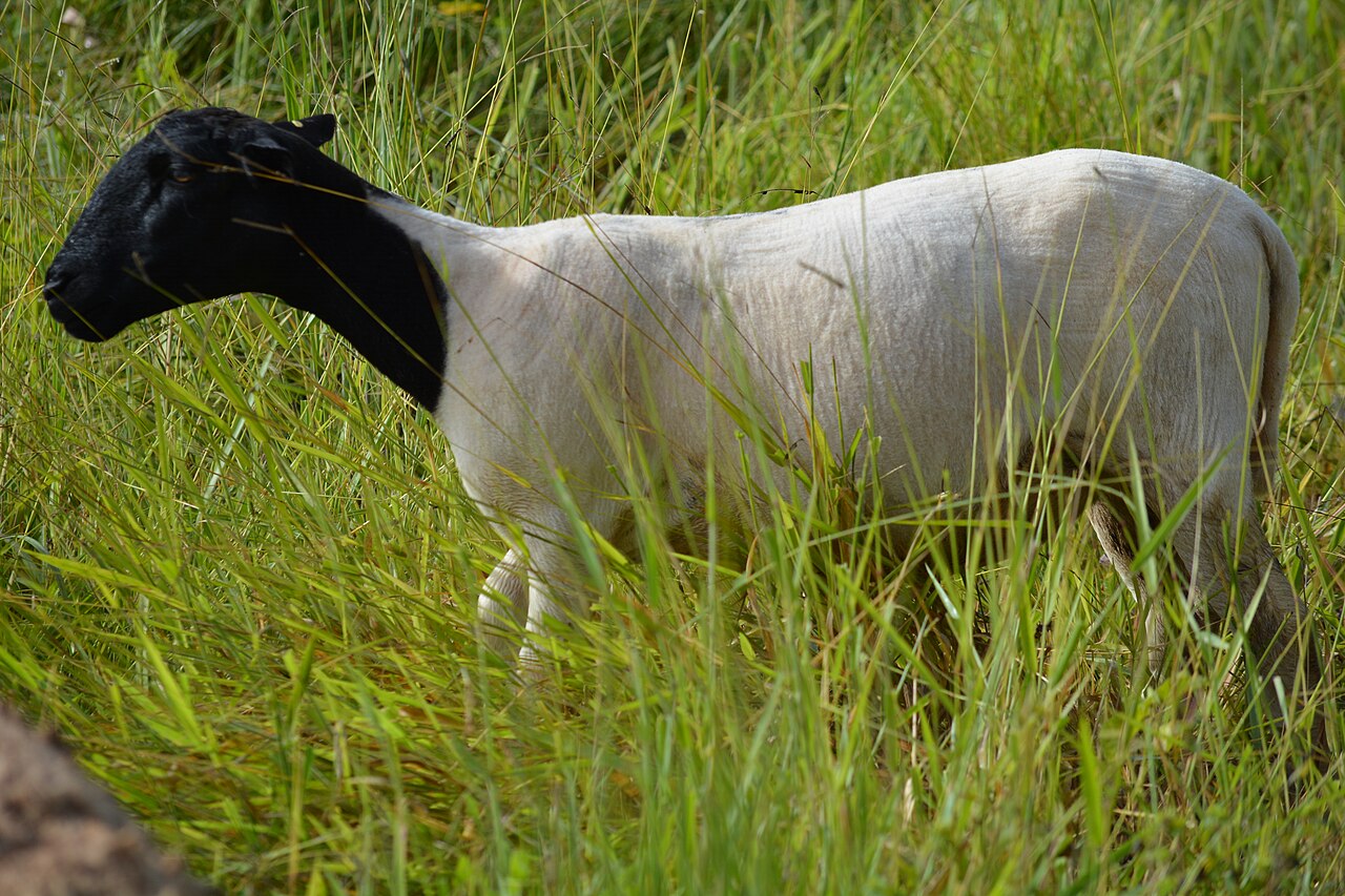 25 Dorper Lambs — Average 36 kg