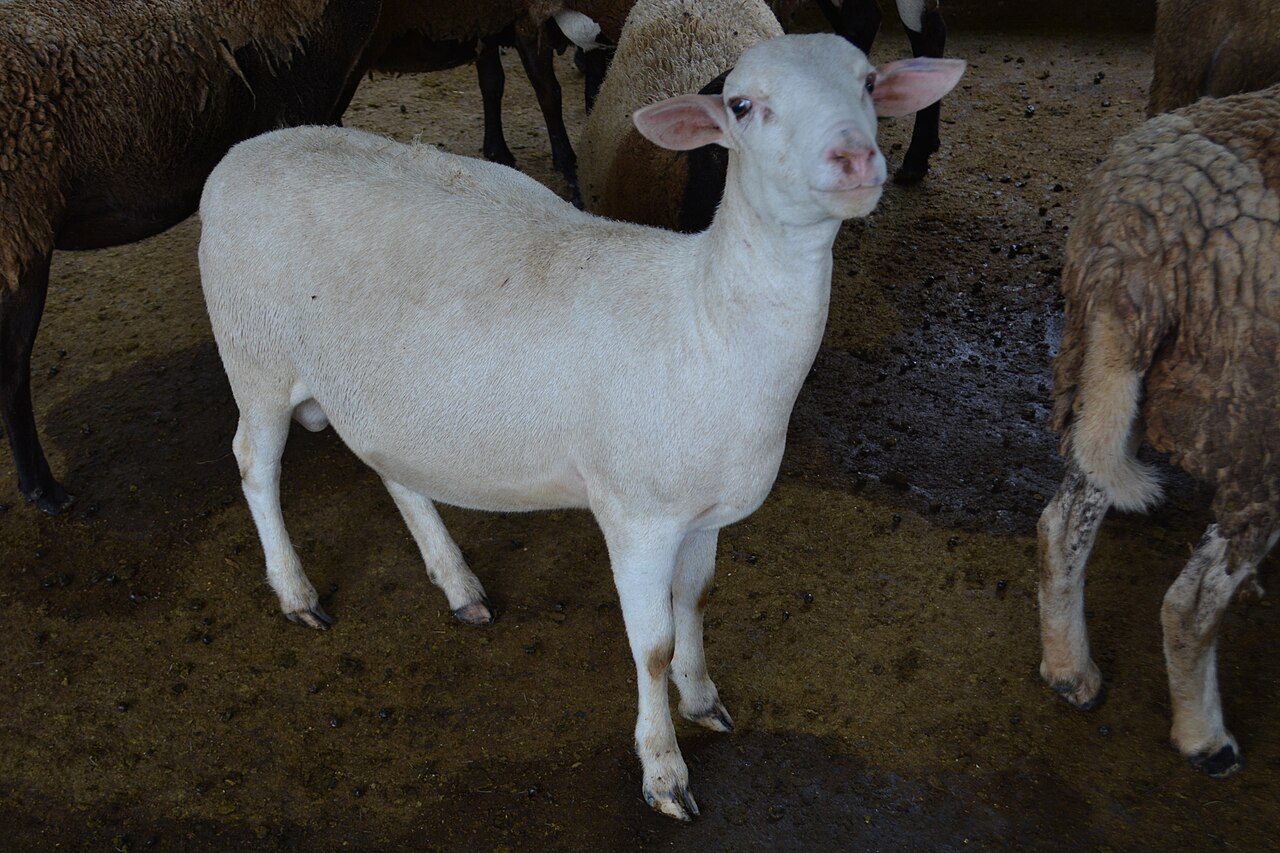 40 Dorper Feeder Lambs — 2