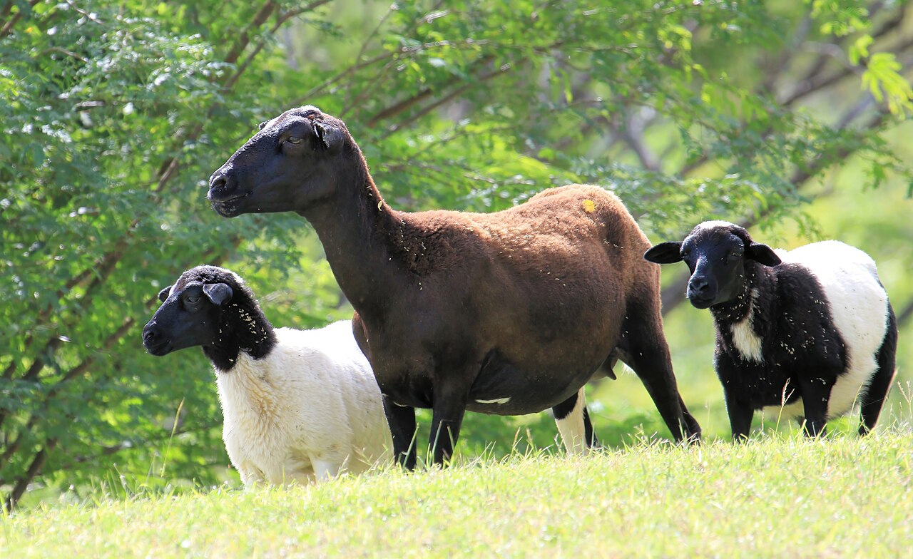 40 Dorper Feeder Lambs — 4