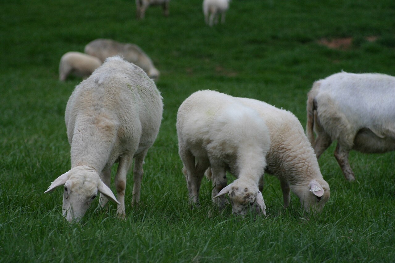 Katahdin Ram — Parasite Resistant Line