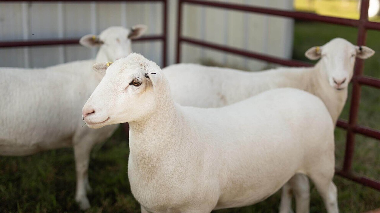 Katahdin Ram — Parasite Resistant Line — 2