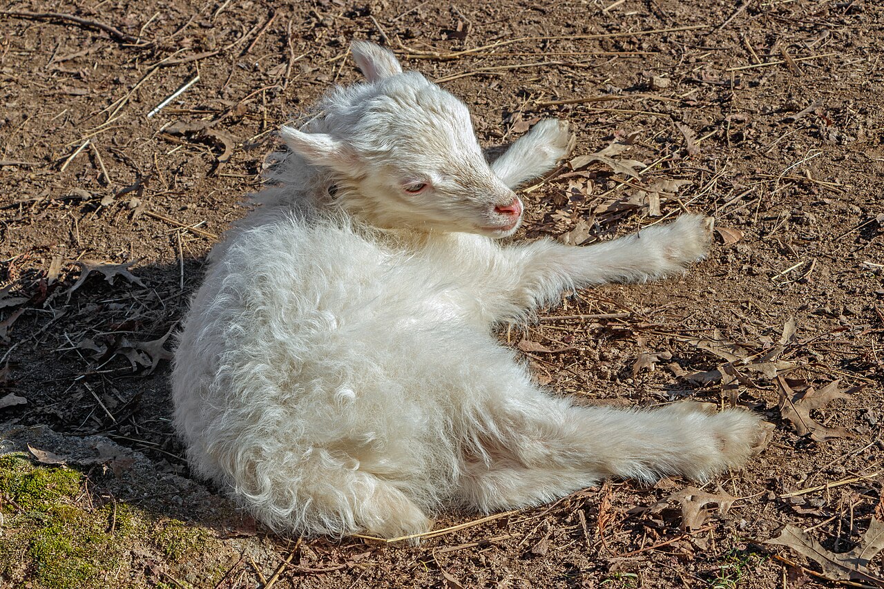 22 Merino Ewes — Fine Wool Line — 4
