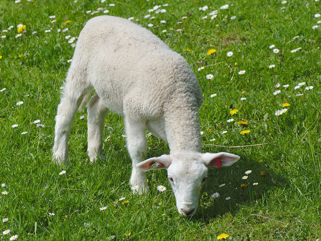 55 Dorset-Cross Sheep — Trading Lot — 4