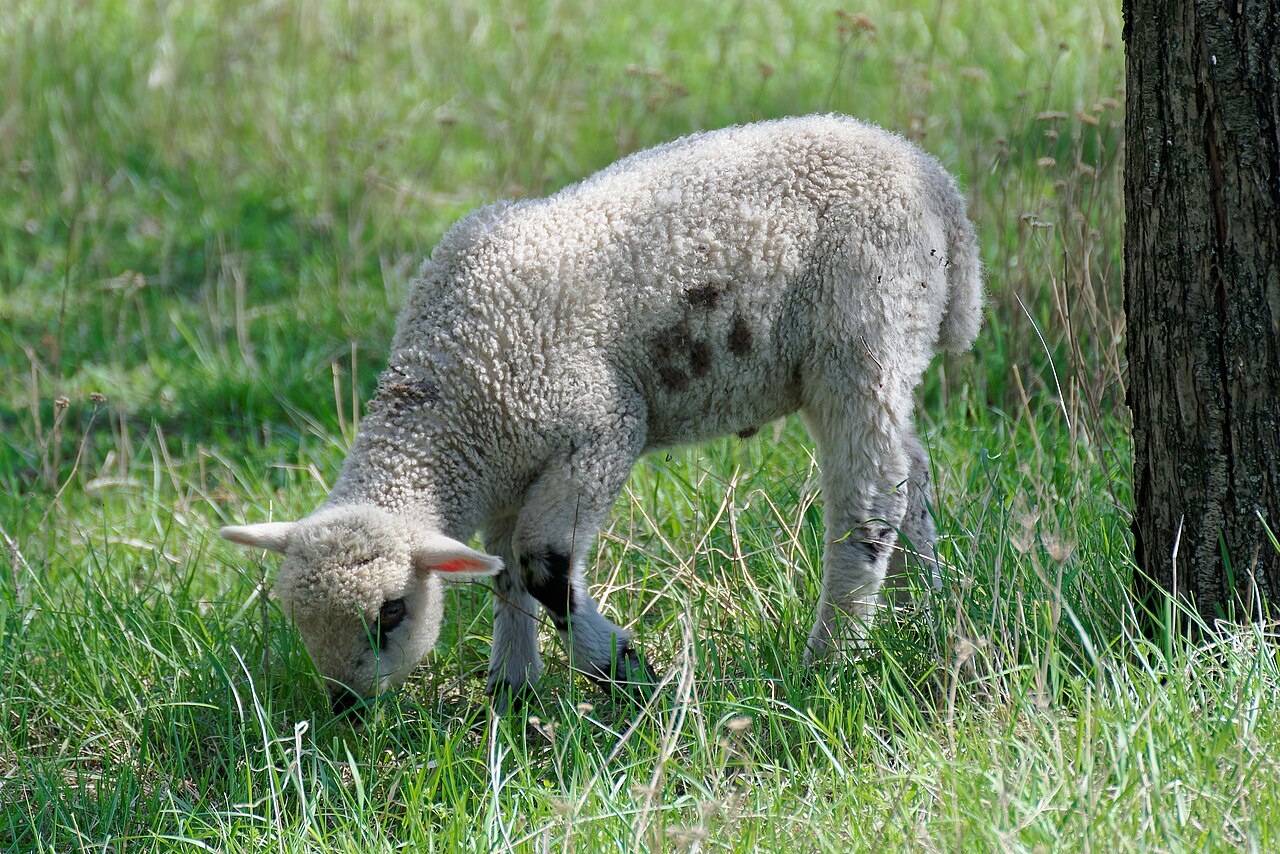 40 Naemi Sheep — Full Lot, Average 42 kg — 4