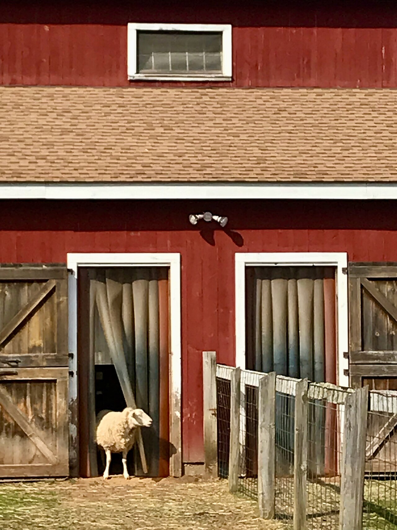 30 Suffolk-Cross Lambs — Fast Finishers — 3