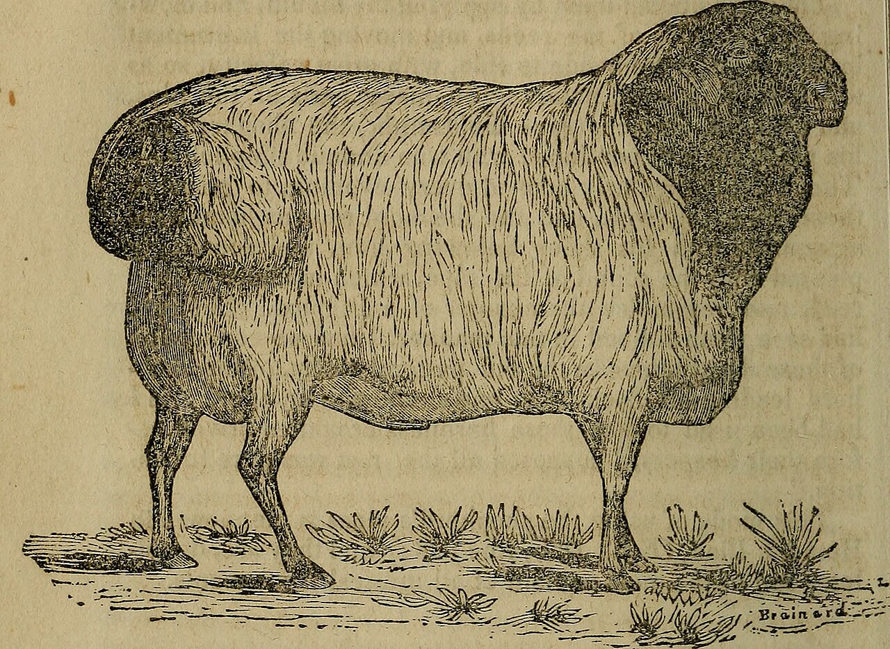 Texel Ram — Heavy Muscled — 3