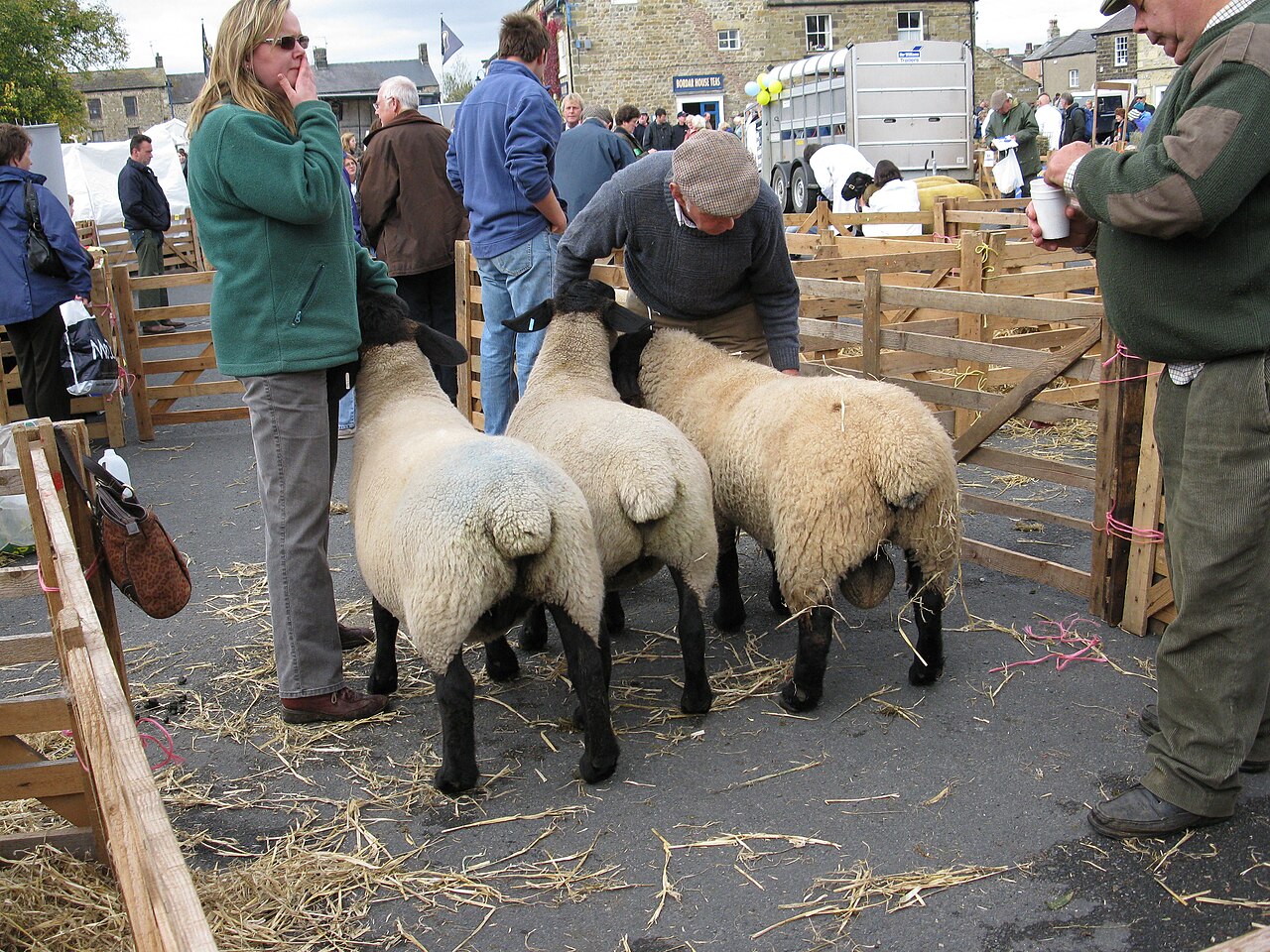 30 Suffolk-Cross Lambs — Fast Finishers — 2