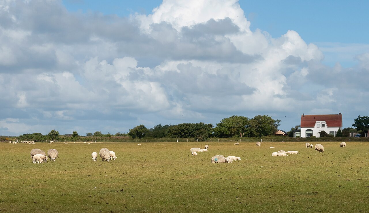 Texel Ram — Heavy Muscled